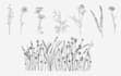 create botanical line art