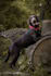 be your dog model chocolate labrador