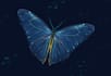 create custom digital art, graphics and illustrations