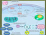 scientific illustration, figure and graphical abstract