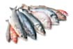 be your aquaculture business consultant for  your fish farm
