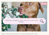 design anything in canva
