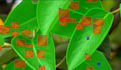 do image annotation, and data labeling