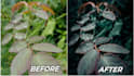 do bulk photo editing in lightroom, photo editing