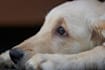 help you with nature and animal photography