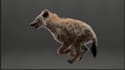 do 3d cgi animal composting 3d animal model 3d animation 3d bird design vfx cgi