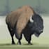 draw a digital animal illustration