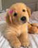 elevate your pet blogs, aritcles and research on animals pet