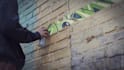 spray paint any thing on graffiti wall within 24 hrs