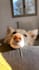 create ugc content, photos and videos with my dog