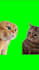 create a funny viral video with trending kittens