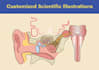 do scientific illustrations diagram and figures