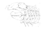 do scientific illustrations with ink