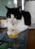 write a libertarian editorial while my cat watches