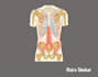 do medical illustration and pencil sketch