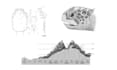 create scientific illustrations for articles and papers