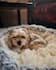 create high quality ugc videos with dogs for your pet brand