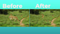 do rotoscoping, remove people from video and green screen
