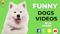 create funny animal videos and pets compilation within 24 hours