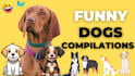 create monetizable funny viral videos for your youtube channel