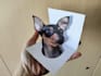 convert 2d image to 3d optical illusion card