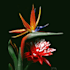draw professional botanical illustrations