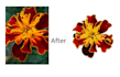 remove background in images and blur adding