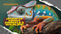 write scripts about wildlife and animal scripts