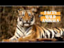 do a monetizable wild animals videos for youtube within 24 hours