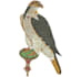 digitize image for embroidery digitizing in a few hours