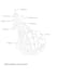 create simplified medical anatomy diagrams