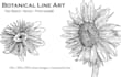 draw botanical illustration flat sketch line art or doodle illustrations