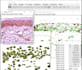 perform image processing and quantitative analysis on images in imagej python