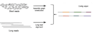 assembly your custom transcriptome