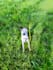 do ugc video with my dog
