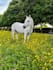 do ugc video with my horse