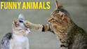 do a viral pets compilations video cats and dogs from youtube,tiktok, facebook