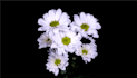 render 3d flower animation, 3d flower design, 3d flower model, 3d plant design