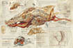 design scientific illustrations and diagrams
