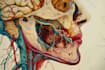 do medical and scientific illustration