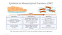 help you in making powerpoint presentations on ms powerpoint