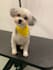 create dog or pet ugc content for social media