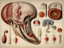 do medical and scientific illustrations