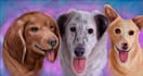 draw your pet full color