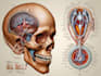 do medical and scientific illustrations