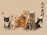 create cute animals and pet portraits