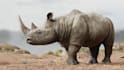do 3d modeling of animals, creatures, and cartoon characters