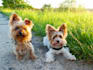 create german high performance ugc with dogs and cats