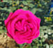 capture natures essence in every frame