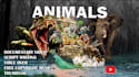 create professional wildlife animals videos for youtube